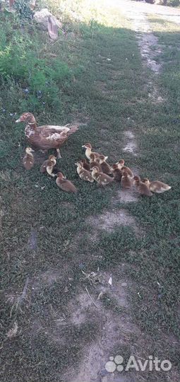 Мускусные утки