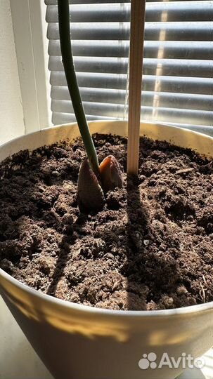 Авокадо растение