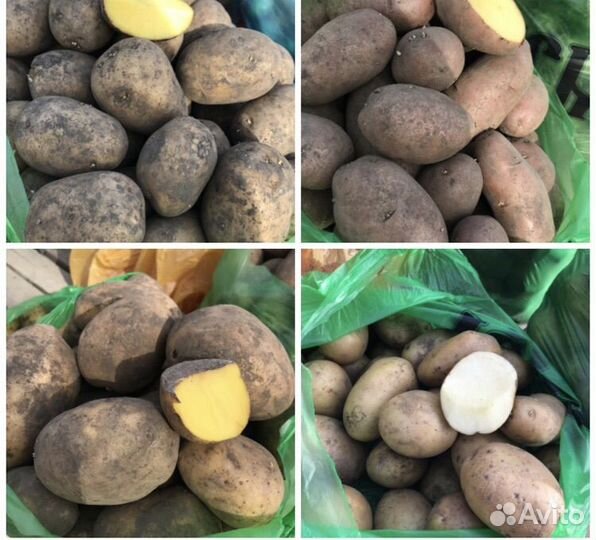 Картофель крупный и семенной, лук, морковь