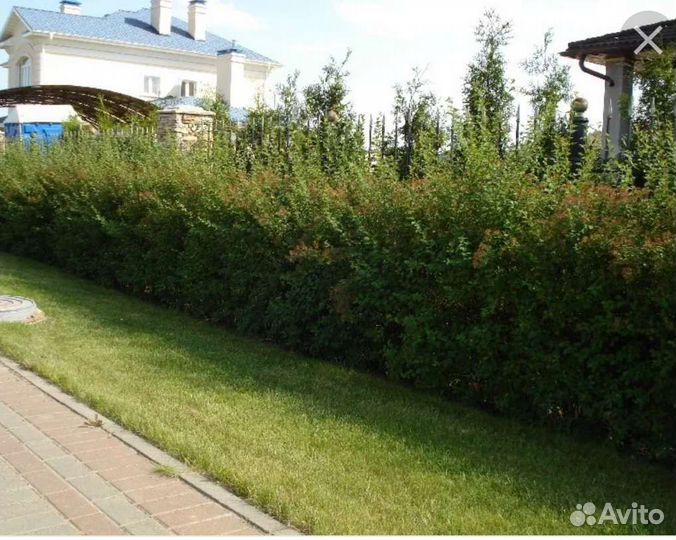 Барбарис для живой изгороди