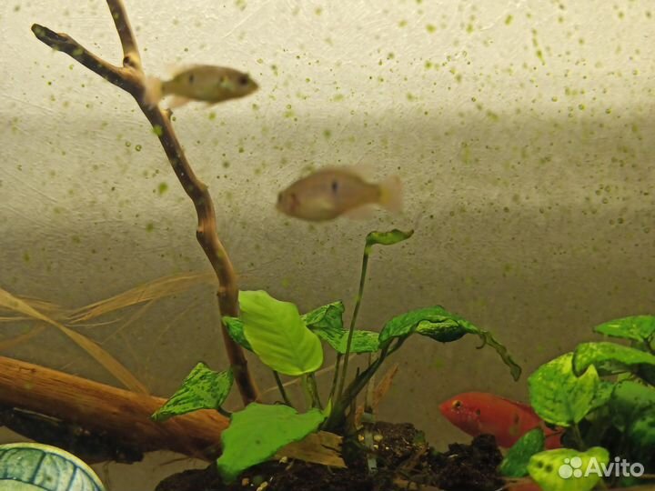 Рыбы цихлиды