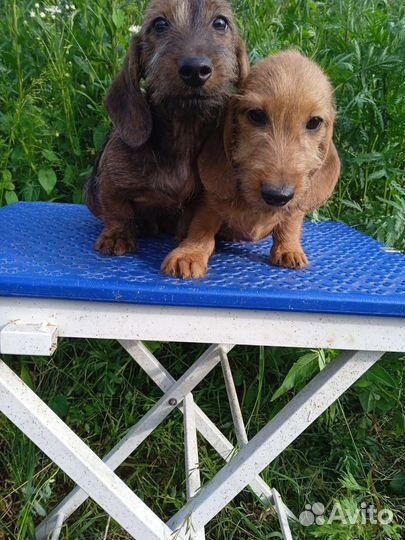 3х месячные детишки