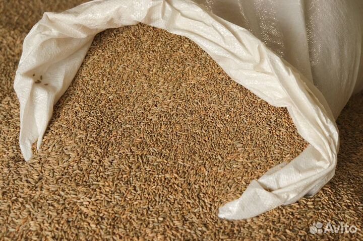 Зерно пшеница