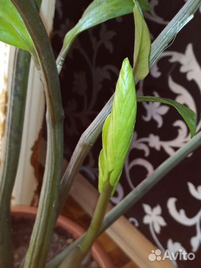 Замиокулькас