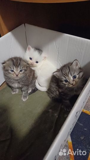 Котята в добрые руки