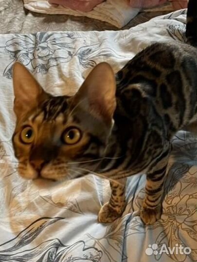 Бенгальские котики и кошечки