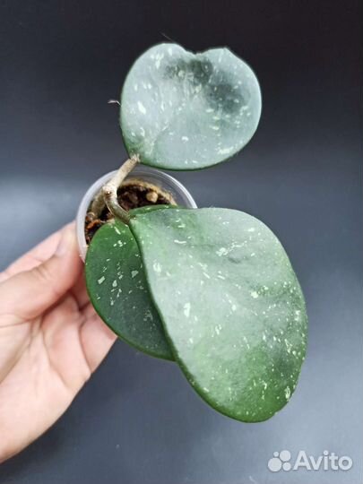 Хойя Minibelle, Krinkle-8, Obovata