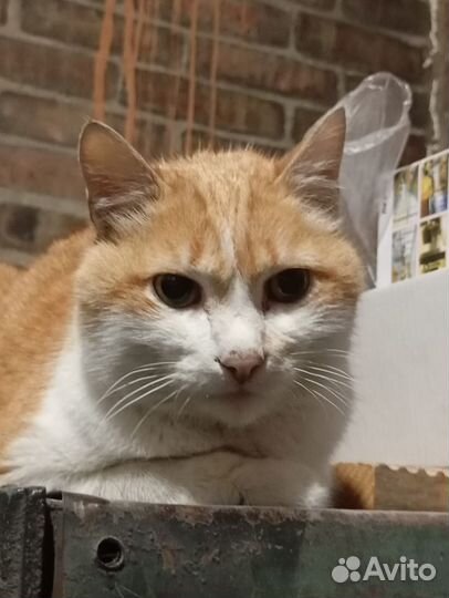 Ласковый рыжий кот ищет дом