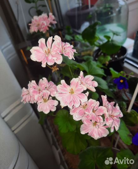 Герань пеларгония цветущее растение