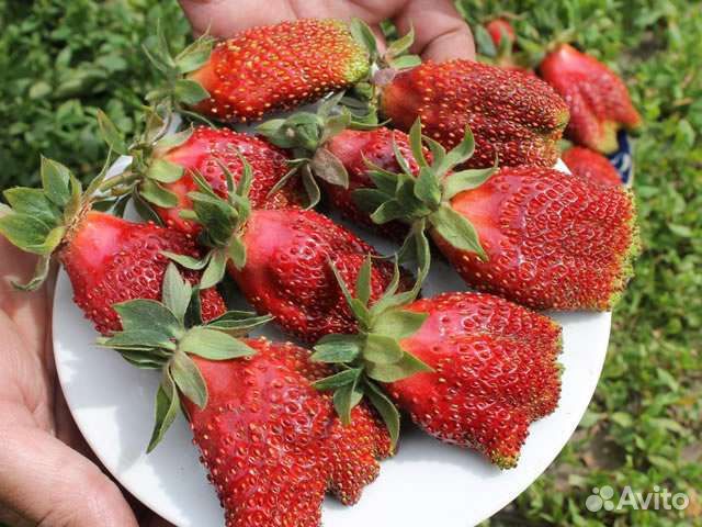 Саженцы, Розы и Плодовые кустарники