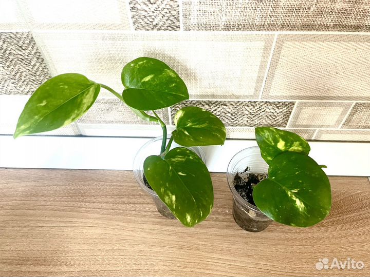 Эпипремнум Сциндапсус