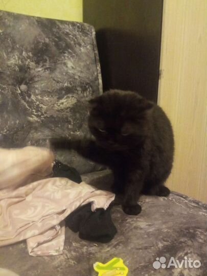 Шотландская вислоухая кошка черная