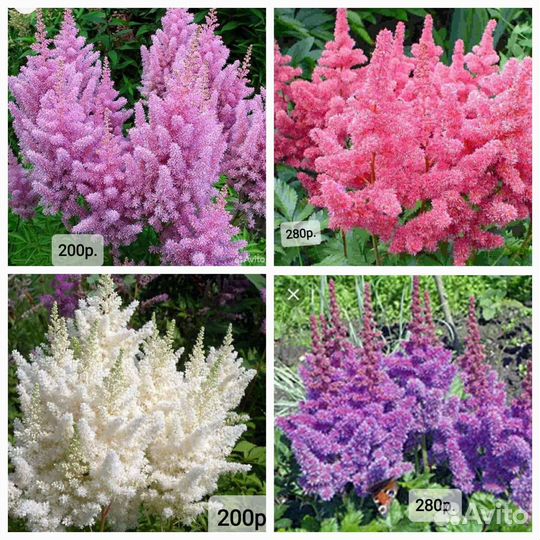 Астильбы, Хосты