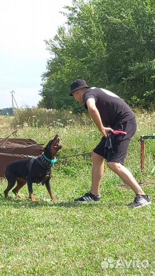 Дрессировка и воспитание собак