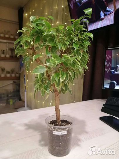 Фикус бенджамина кинки