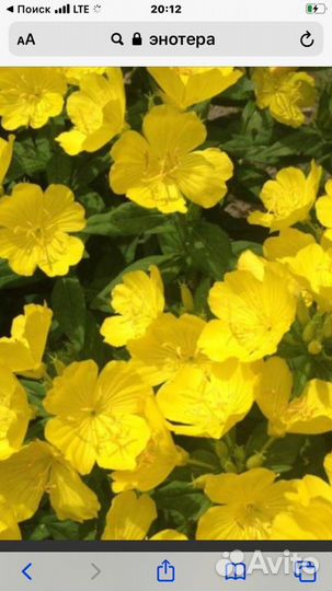 Цветы для дачи и сада