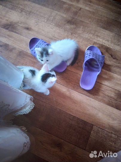 Подкинули котят в подьезд
