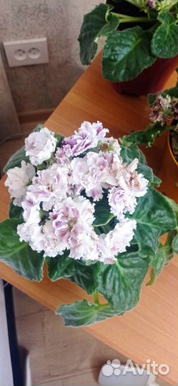 Сортовые фиалки большие и маленькие