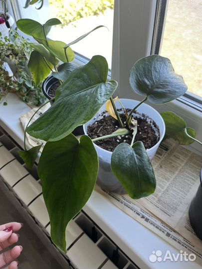 Хлорофитум