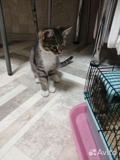 Котик ищет семью