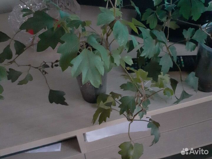 Тетрастигма Вуанье, виноград комнатный