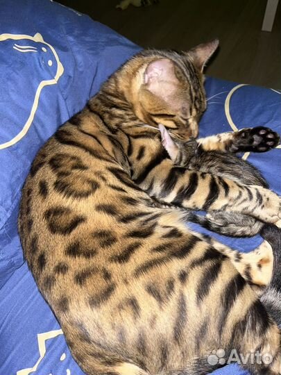 Бенгальские котята