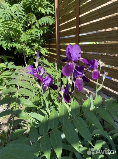 Сажены Ирис