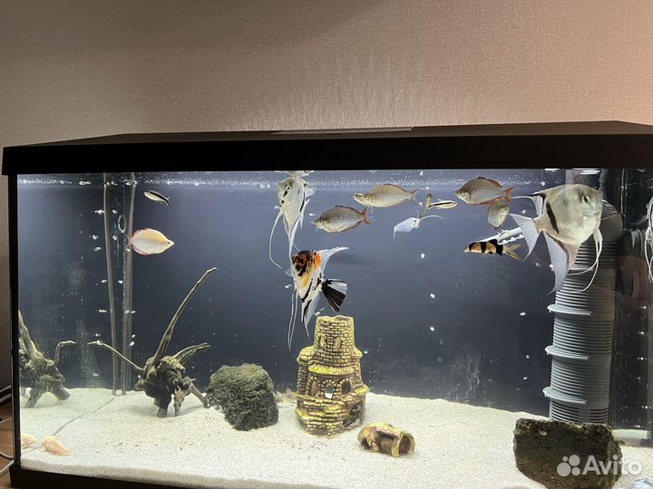 Аквариум