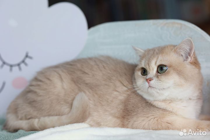 Британская роскошная девочка