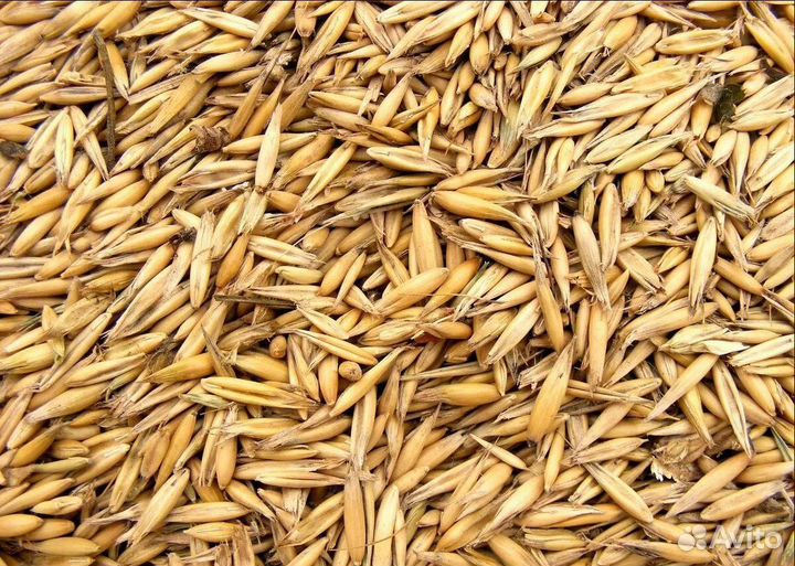 Фуражная пшеница, Кормовая кукуруза на корм/посев