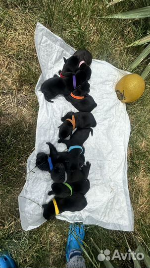 Щенки мамы Лабрадора