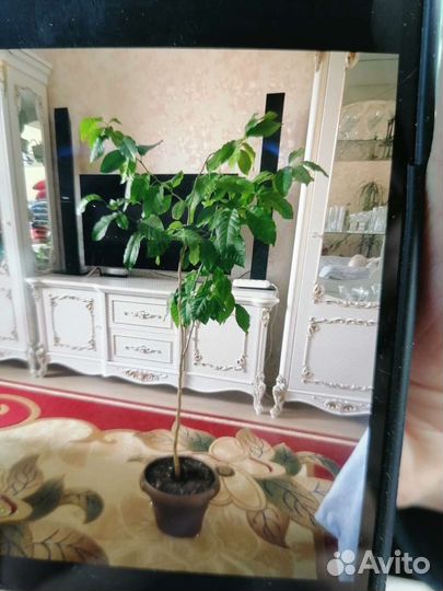 Лимон плодоносящий