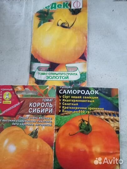 Рассада помидор