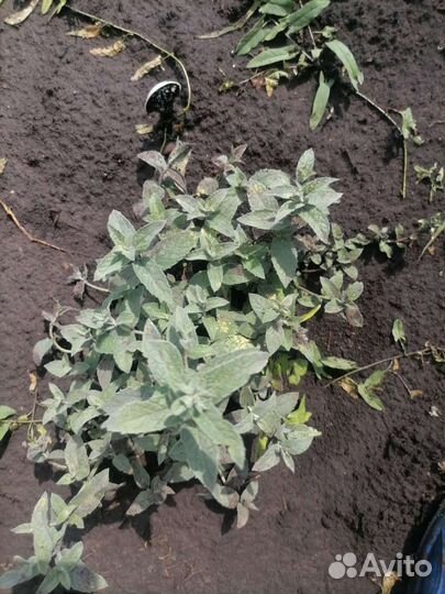 Рассада вкусной мяты