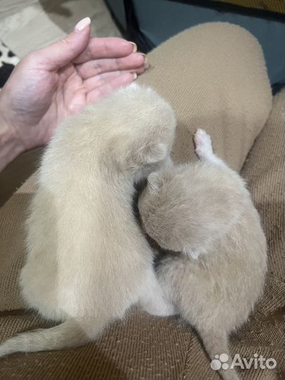 Шотландские котята