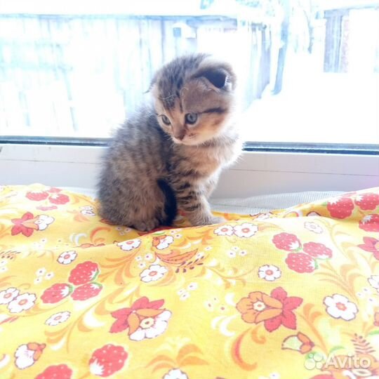 Шотландские котята