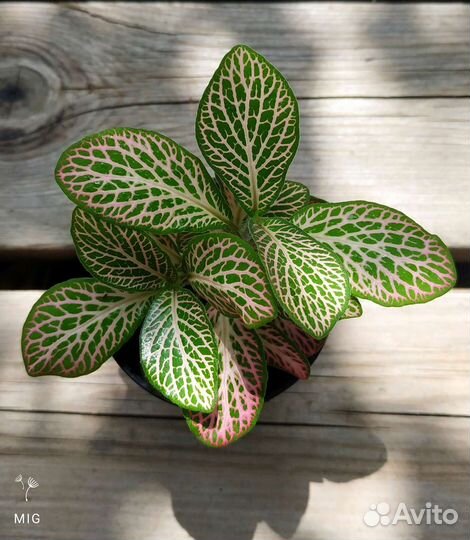 Фиттония, монстера Siltepecana