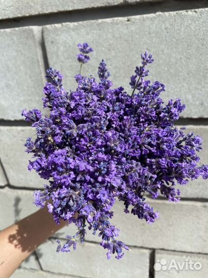 Лаванда цветы