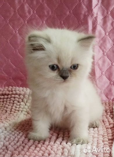 Продаются котята Скоттш- фолд