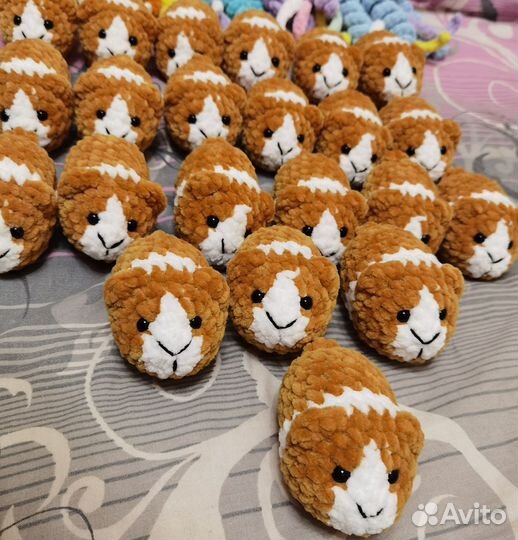 Морская свинка