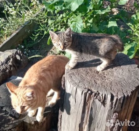 Котёночек в добрые руки