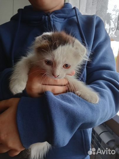 Отдаём в хорошие руки котят