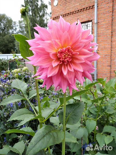 Лилии белые луковицы