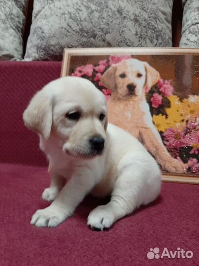 Щенки лабрадора 2 мальчика