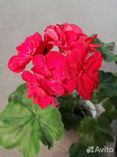 Пеларгонии