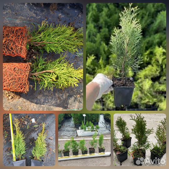 Черенки Туя Смарагд Р9