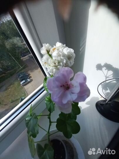 Пеларгония герань сортовая Анна Жанет