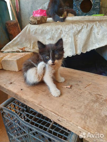 В поисках дома