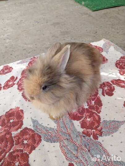 Декоративные кролики