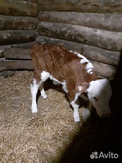 Бычки и телята